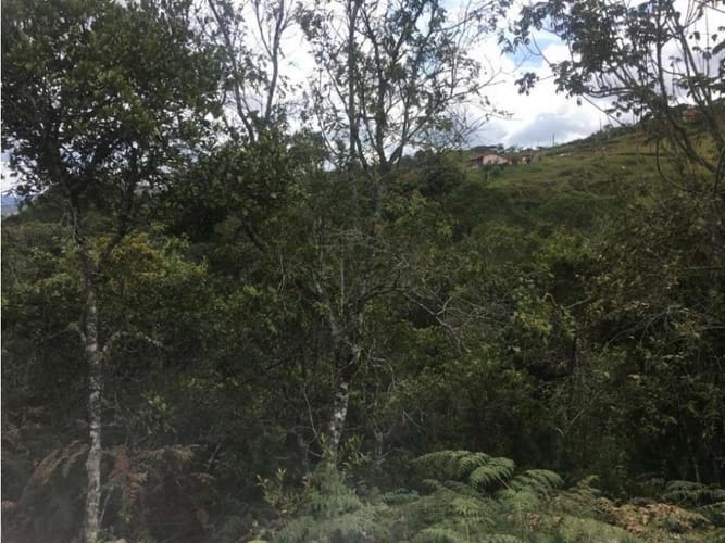 Lote en venta en Pantanillo, Envigado, 10000 m² · foto 13 de 17
