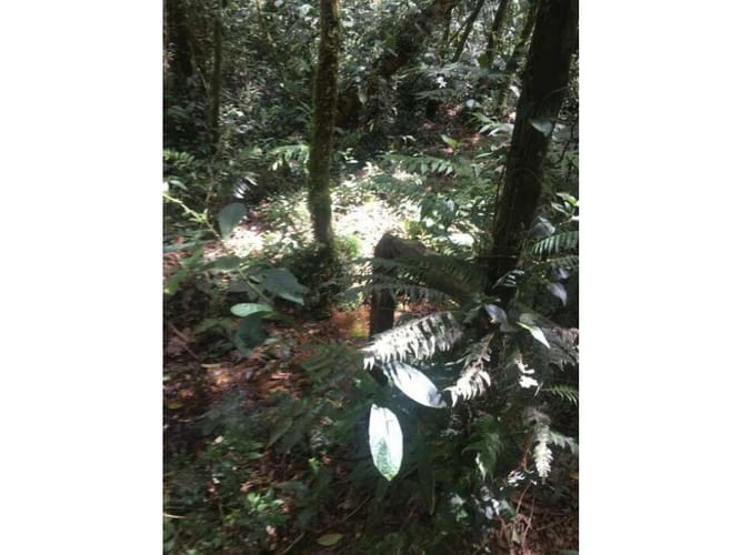 Lote en venta en Pantanillo, Envigado, 10000 m² · foto 14 de 17