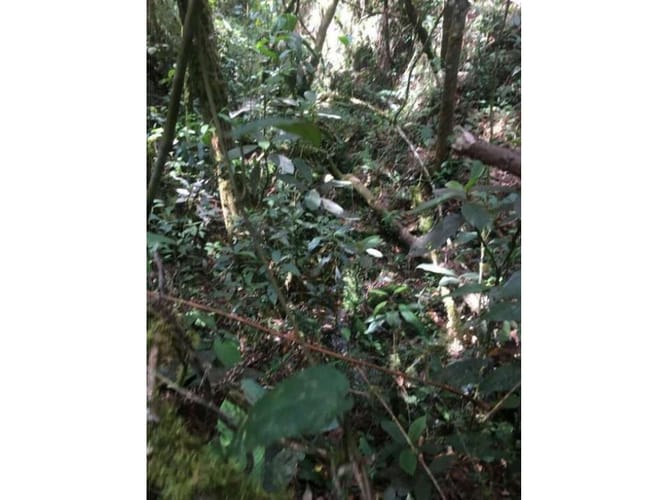 Lote en venta en Pantanillo, Envigado, 10000 m² · foto 15 de 17