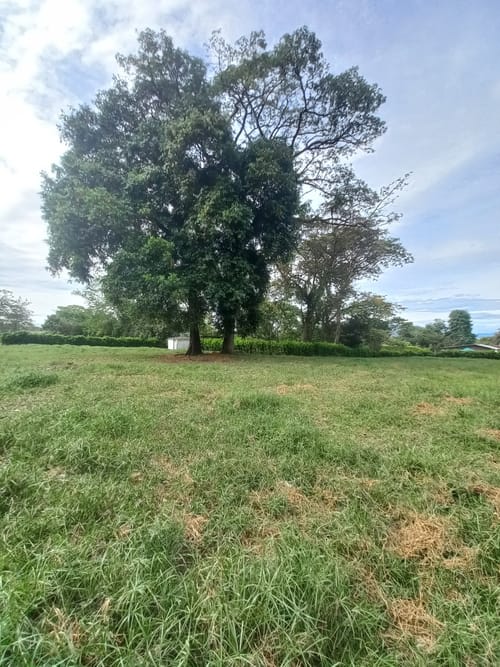 Lote en arriendo en El Totumo, Ibagué, 2843 m² · foto 4 de 24