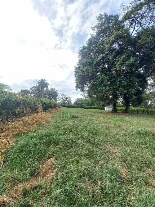 Lote en arriendo en El Totumo, Ibagué, 2843 m² · foto 5 de 24
