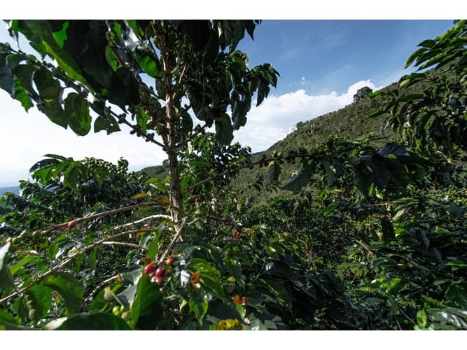 Finca en venta en Sancancio, Manizales, 400 m² · foto 17 de 24
