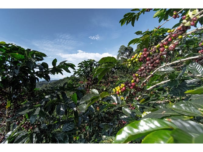 Finca en venta en Sancancio, Manizales, 400 m² · foto 22 de 24