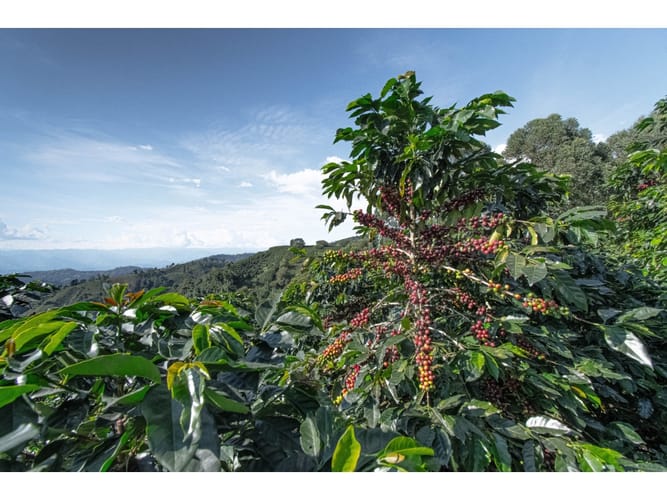 Finca en venta en Sancancio, Manizales, 400 m² · foto 24 de 24