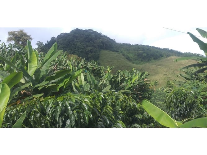 Finca en venta en Combia Baja, Pereira, 22400 m² · foto 6 de 17