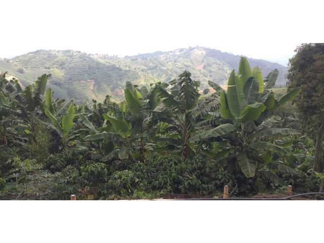Finca en venta en Combia Baja, Pereira, 22400 m² · foto 8 de 17