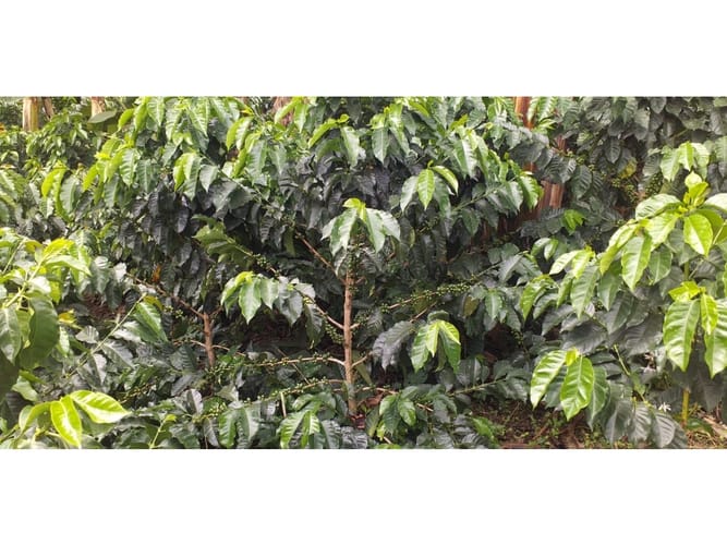 Finca en venta en Combia Baja, Pereira, 22400 m² · foto 10 de 17