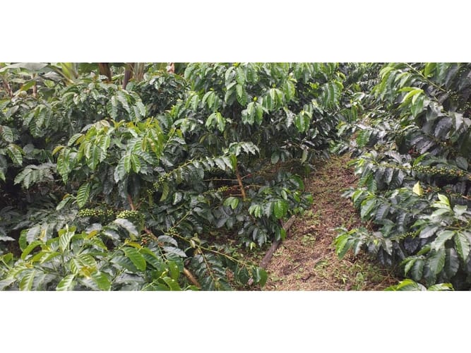 Finca en venta en Combia Baja, Pereira, 22400 m² · foto 11 de 17