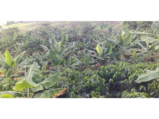Finca en venta en Combia Baja, Pereira, 22400 m² · foto 13 de 17