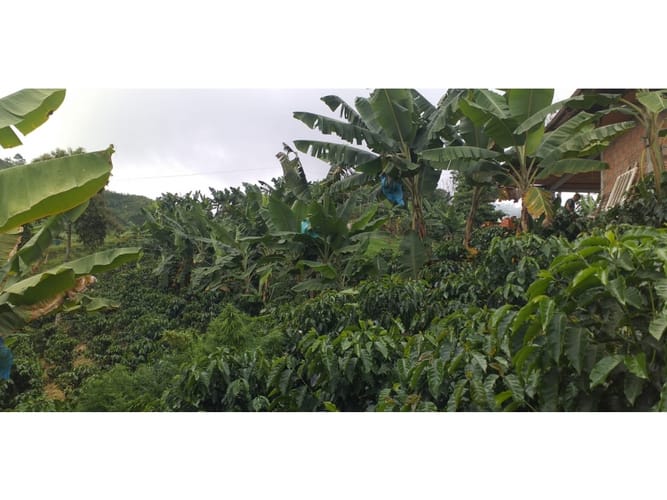 Finca en venta en Combia Baja, Pereira, 22400 m² · foto 14 de 17
