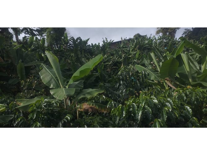 Finca en venta en Combia Baja, Pereira, 22400 m² · foto 17 de 17