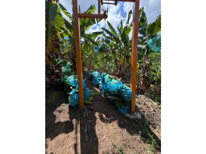 Finca en venta en Combia Baja, Pereira, 76800 m² · foto 10 de 24