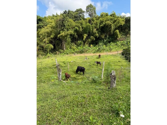 Finca en venta en Combia Baja, Pereira, 76800 m² · foto 12 de 24