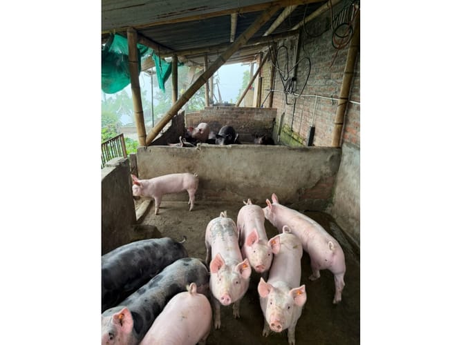 Finca en venta en Combia Baja, Pereira, 76800 m² · foto 14 de 24