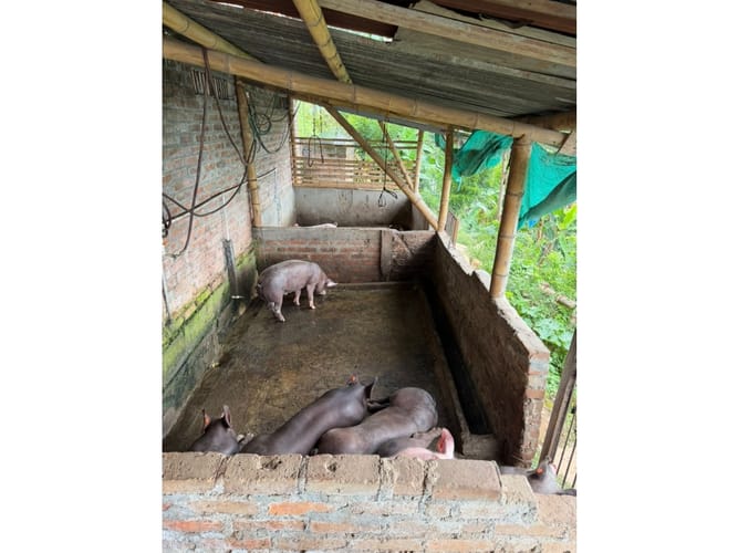 Finca en venta en Combia Baja, Pereira, 76800 m² · foto 15 de 24