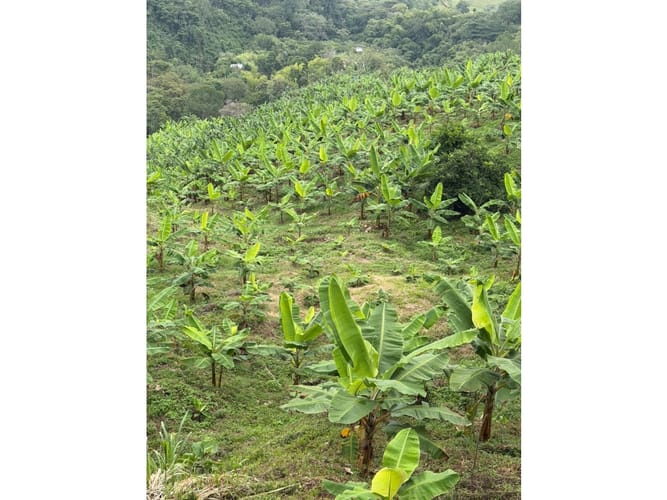 Finca en venta en Combia Baja, Pereira, 76800 m² · foto 17 de 24