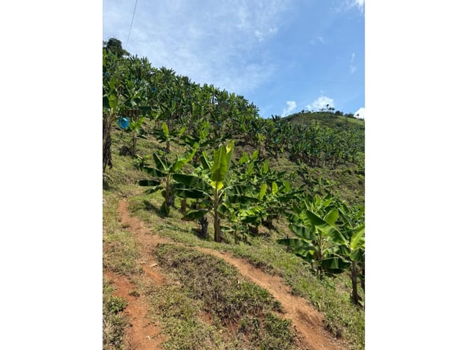 Finca en venta en Combia Baja, Pereira, 76800 m² · foto 18 de 24