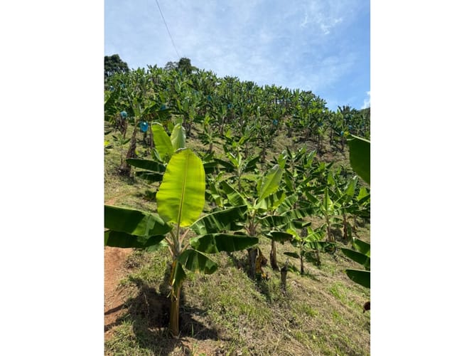 Finca en venta en Combia Baja, Pereira, 76800 m² · foto 19 de 24