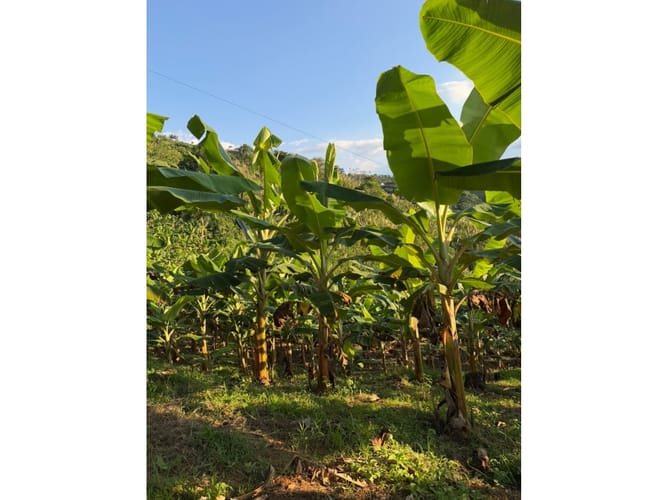 Finca en venta en Combia Baja, Pereira, 76800 m² · foto 22 de 24