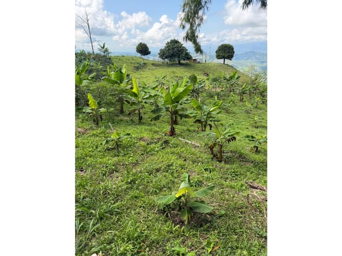 Finca en venta en Combia Baja, Pereira, 76800 m² · foto 23 de 24