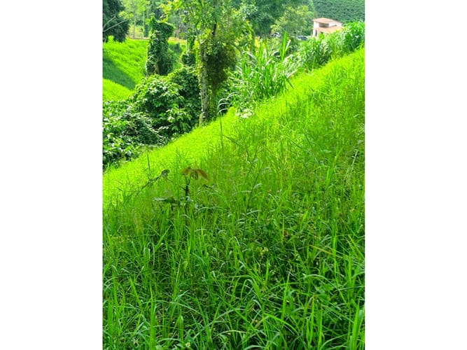 Finca en venta en Combia, Pereira, 19000 m² · foto 4 de 18