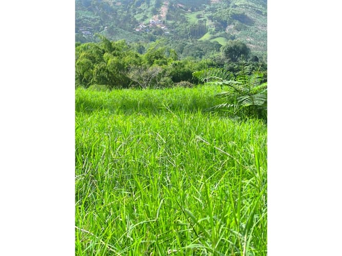Finca en venta en Combia, Pereira, 19000 m² · foto 5 de 18