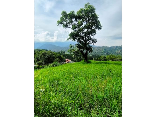 Finca en venta en Combia, Pereira, 19000 m² · foto 7 de 18