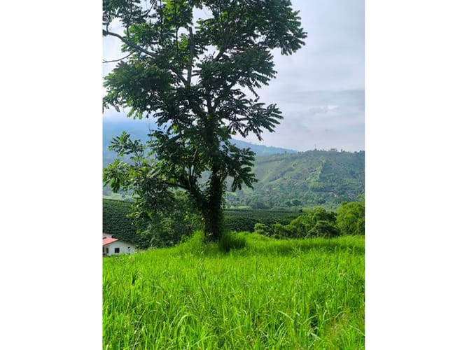Finca en venta en Combia, Pereira, 19000 m² · foto 11 de 18