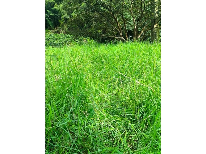 Finca en venta en Combia, Pereira, 19000 m² · foto 12 de 18