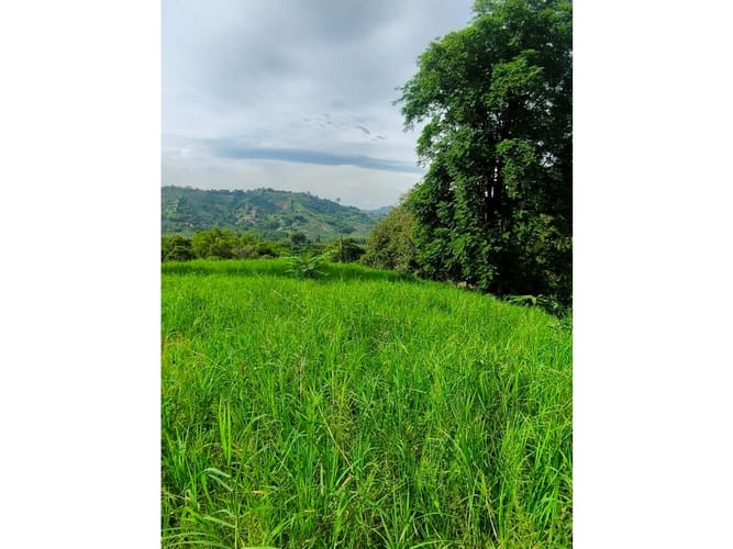 Finca en venta en Combia, Pereira, 19000 m² · foto 14 de 18