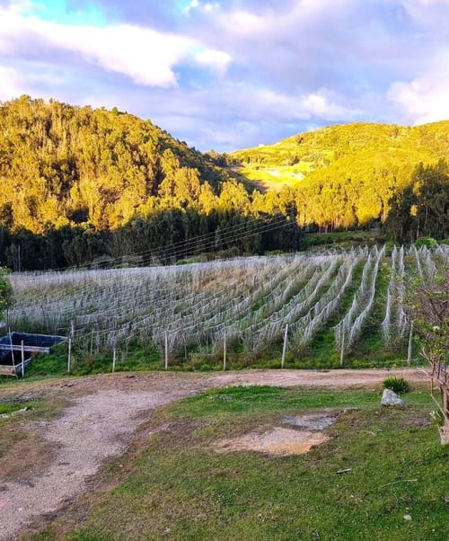 Finca en venta en Delicias, Soacha, 400 m² · foto 17 de 18