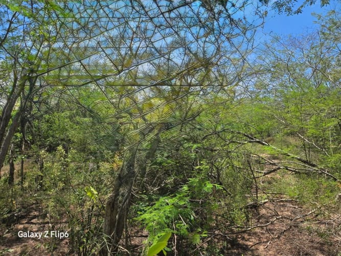 Lote en venta en Bayunca, Cartagena, 10000 m² · foto 3 de 9