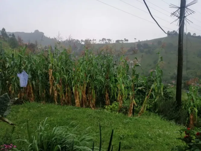 Finca en venta en San Jose De Manzanillo, Medellín, 6070 m² · foto 8 de 10