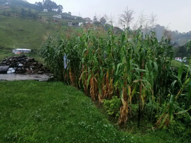 Finca en venta en San Jose De Manzanillo, Medellín, 6070 m² · foto 9 de 10