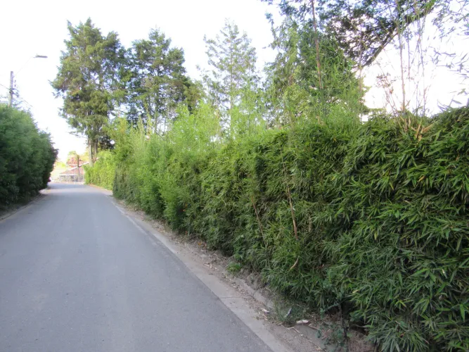 Lote en venta en Fontibon, Rionegro, 40000 m² · foto 20 de 24