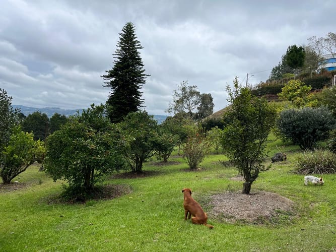 Finca en venta en San Jose, Guarne, 230 m² · foto 18 de 21