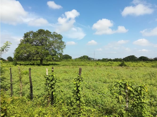 Lote en venta en Mamonal, Cartagena, 90000 m² · foto 4 de 11