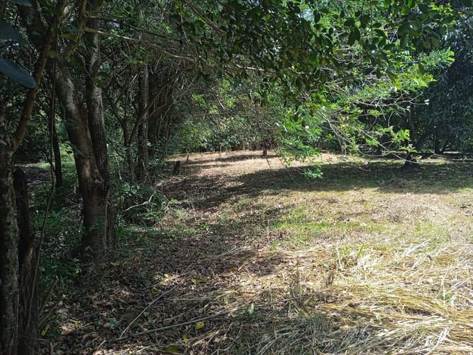 Lote en venta en Picaleña Y Mirolindo, Ibagué, 12500 m² · foto 2 de 7