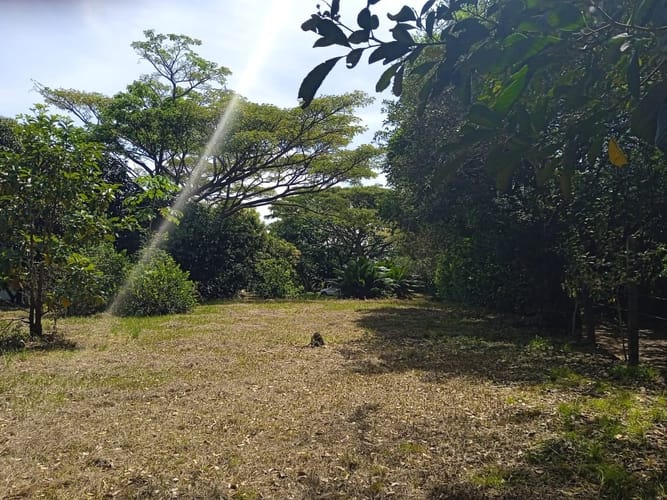 Lote en venta en Picaleña Y Mirolindo, Ibagué, 12500 m² · foto 3 de 7
