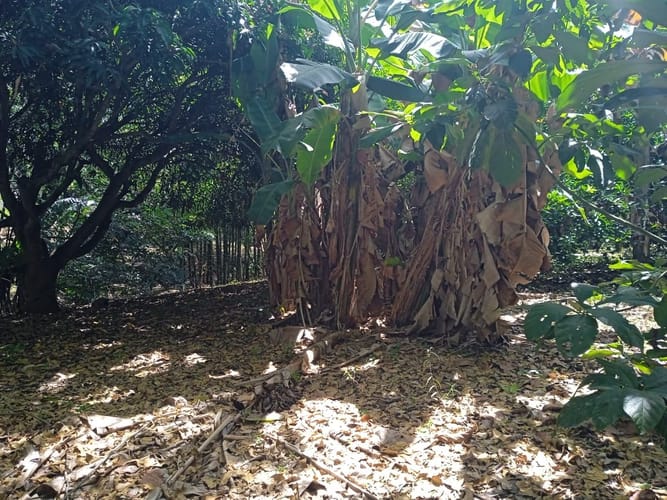 Lote en venta en Picaleña Y Mirolindo, Ibagué, 12500 m² · foto 6 de 7