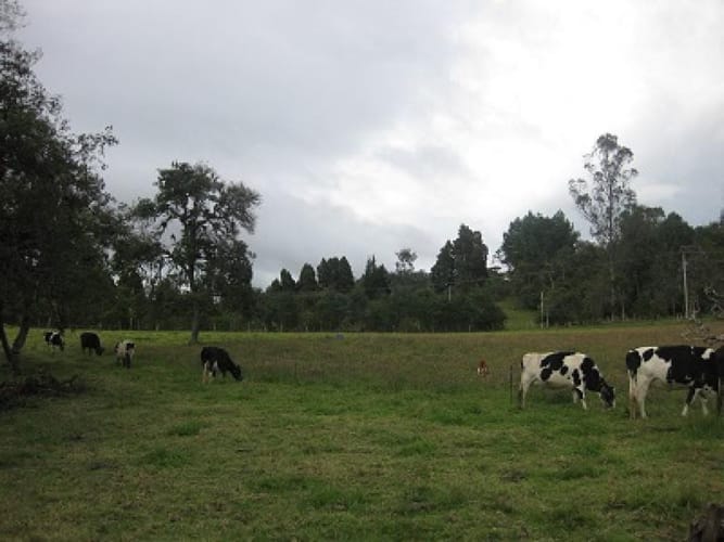 Lote en venta en Yerbabuena, Chía, 23749 m² · foto 3 de 10