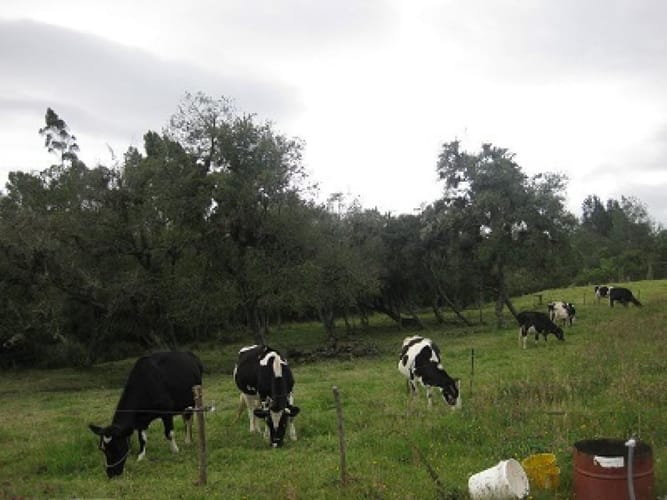 Lote en venta en Yerbabuena, Chía, 23749 m² · foto 6 de 10