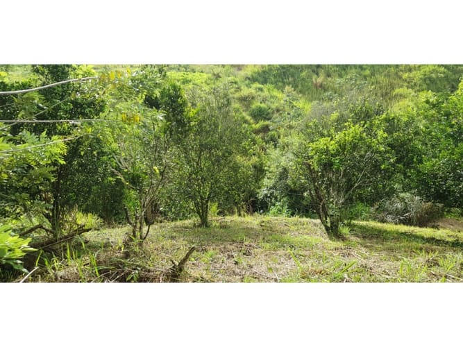 Lote en venta en Cerritos, Pereira, 2004 m² · foto 2 de 15