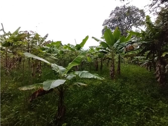 Finca en venta en Bolo San Isidro, Palmira, 218 m² · foto 14 de 24