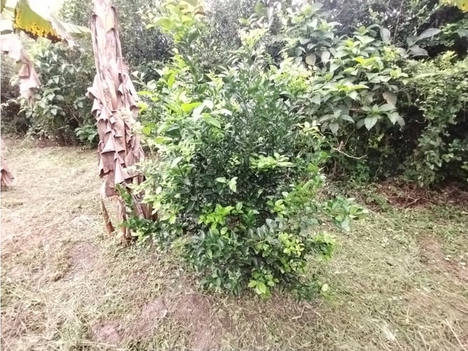 Finca en venta en Bolo San Isidro, Palmira, 218 m² · foto 23 de 24