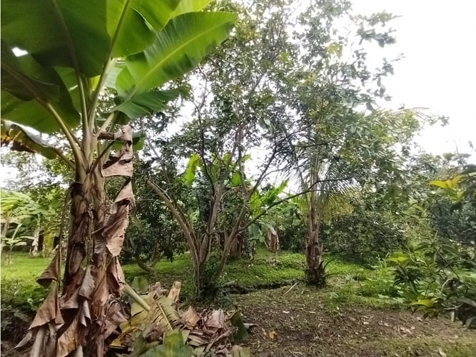 Finca en venta en Bolo San Isidro, Palmira, 218 m² · foto 24 de 24