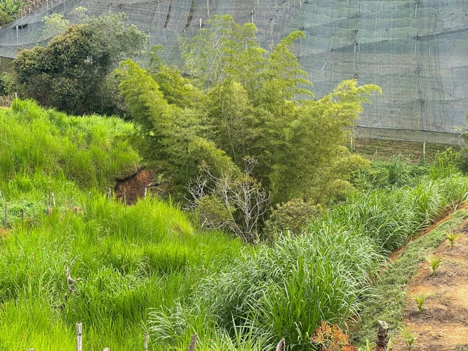 Lote en venta en Cristo Rey, El Carmen de Viboral, 4000 m² · foto 5 de 11