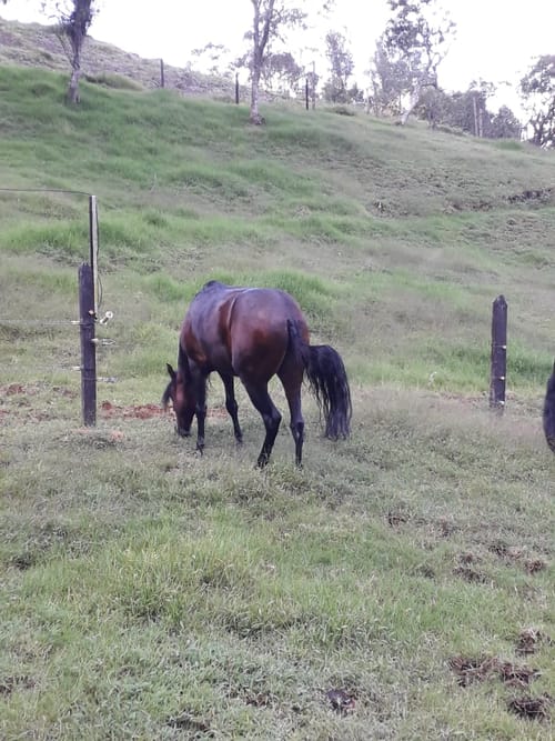 Lote en venta en Sajonia, Rionegro, 6400 m² · foto 4 de 10