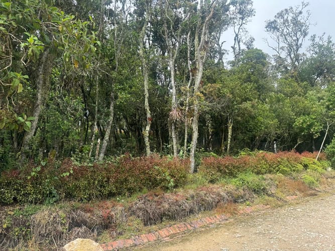 Lote en venta en Yerbabuena, Sopó, 5000 m² · foto 11 de 24