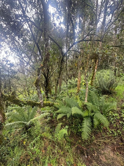 Lote en venta en Yerbabuena, Sopó, 5000 m² · foto 18 de 24